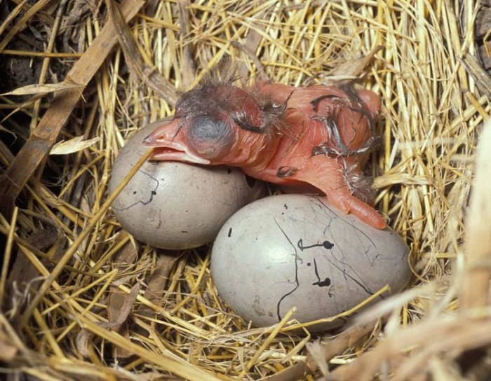 A great-tailed grackle baby bird that has just hatched. Two more will be hatching soon and all three will leave the nest in about three weeks.
