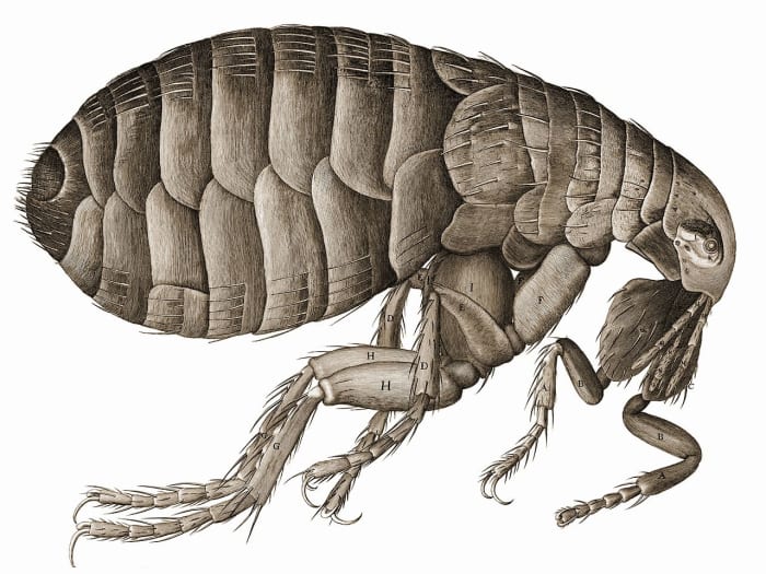 Drawing of a flea from Micrographia. Hooke’s first line of the description of the figure: “The strength and beauty of this small creature, had it no other relation at all to man, would deserve a description”