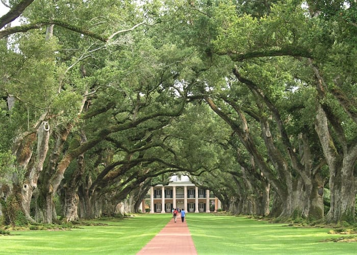Oak Alley Plantation in Lousiana contains a walk bordered by Quercus virginiana, or southern live oaks