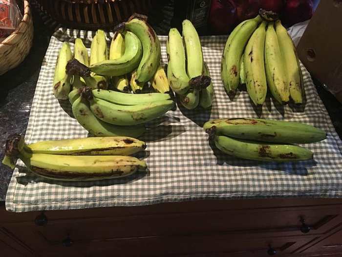 This might look like common bananas but these are the Gros Michel variety that vanished from the market.