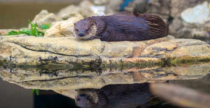 National Mississippi River Museum and Aquarium: strives to showcase the important role this river and its watershed plays on the environment and people. http://www.rivermuseum.com