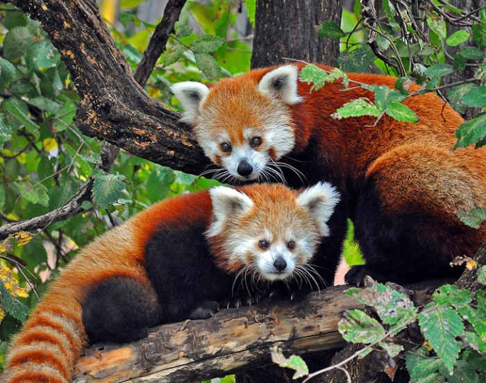 Oklahoma City Zoo and Botanical Garden: in operation for more than a century, the destination engages tourists and families with more than 500 animal species, including rhinos, gorillas, lions, and tigers. www.okczoo.com