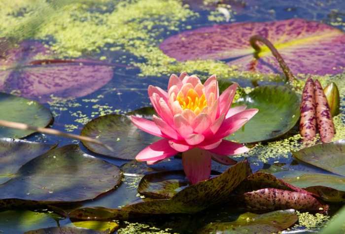 Botanica Wichita Gardens: is one of the top things to do in the city of Wichita. It is a paradise celebrating horticulture that is open year-round. Photo by One Day Closer.