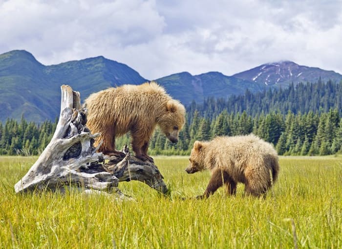Denali National Park: In the northern part of the Alaska Range, Denali National Park is the one of the largest in the United States and encompasses North America's highest mountain. http://www.nps.gov/dena/index.htm