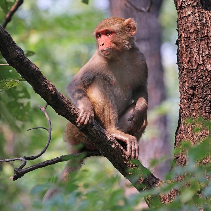 Macaque monkeys are often used in medical experiments because their nervous system closely resembles that of humans.