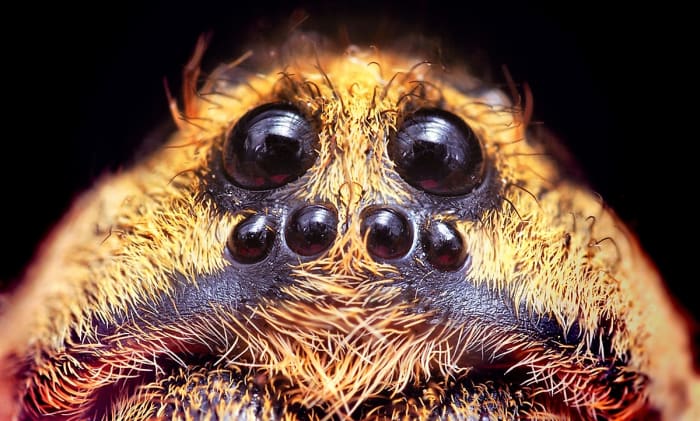 Six of a wolf spider's eight eyes are shown in this photo of a member of the Hogna genus. The other two eyes are on top of the head.and are slightly visible in the photo.