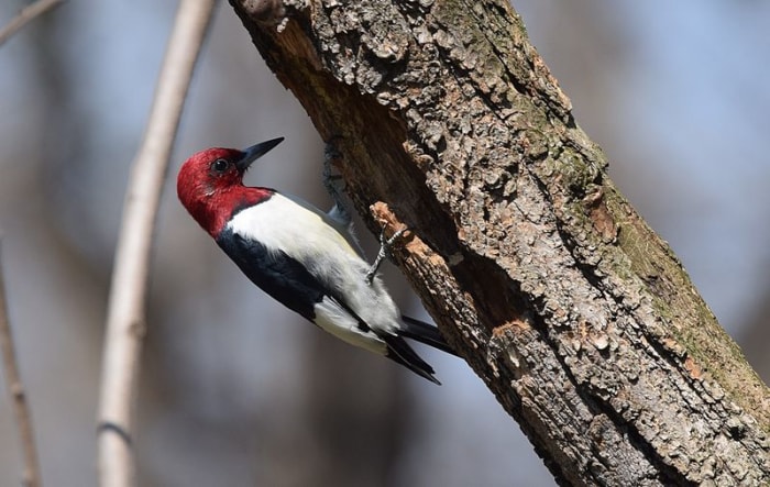 Red-headed Woodpecker