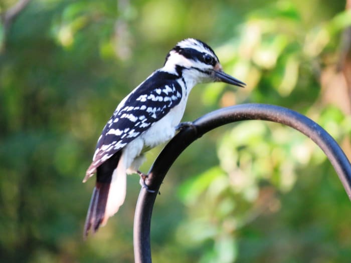 The 7 Woodpeckers Of Pennsylvania And The Northeast Owlcation