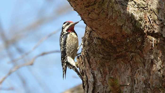 The 7 Woodpeckers of Pennsylvania and the Northeast - Owlcation