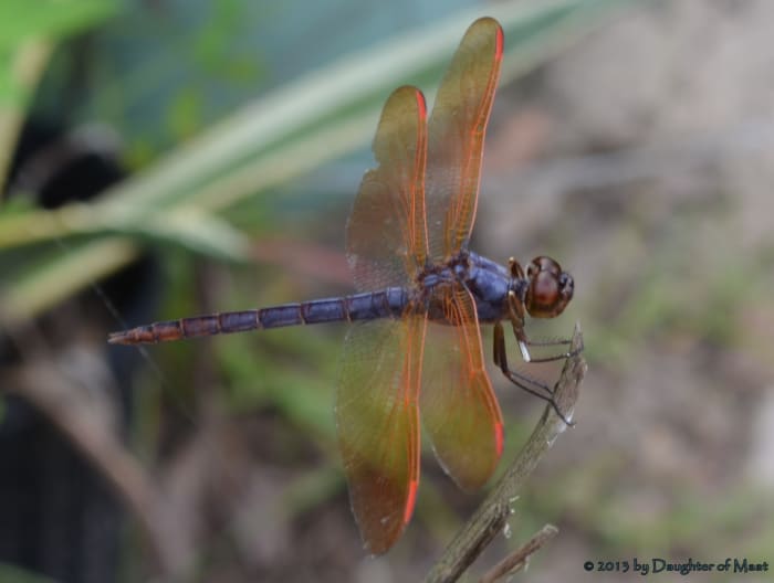 a male Purple Skimmer (Libellula jesseana) native to Florida, but still quite rare.