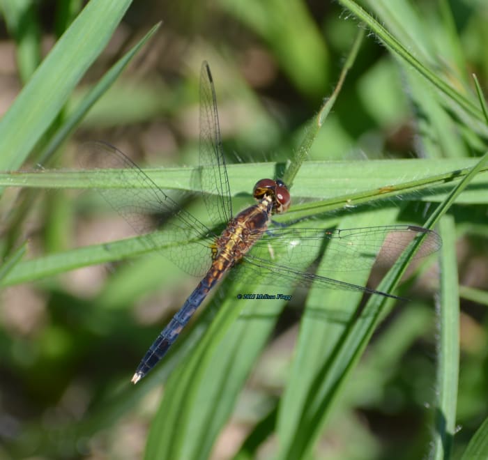 An immature Little Blue Dragonlet (Erythrodiplax minuscula) transitioning from yellow to blue.