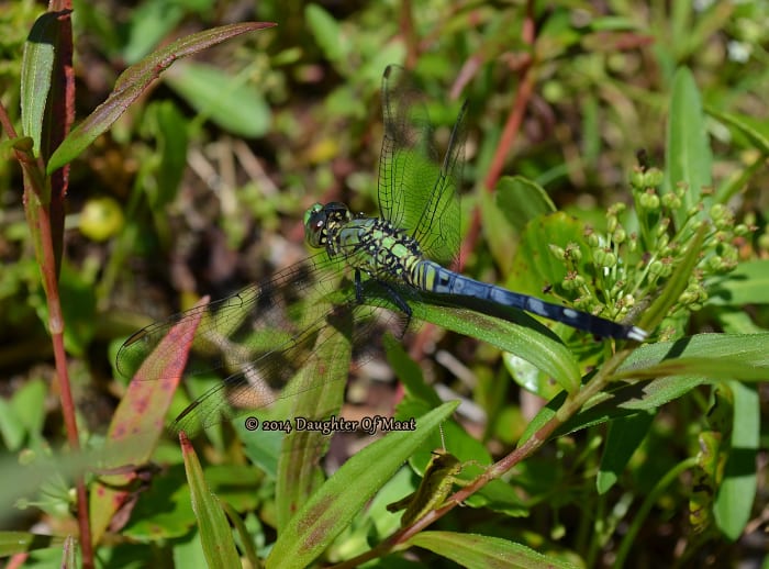 An immature male Eastern Pondhawk (Erythemis simplicicollis) transitioning from green to blue.