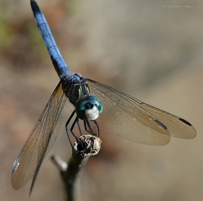 This male blue dasher (Pachydiplax longipennis) is in an obelisk position (called obelisking). Dragonflies use this position during the hottest parts of the day to prevent becoming overheated.