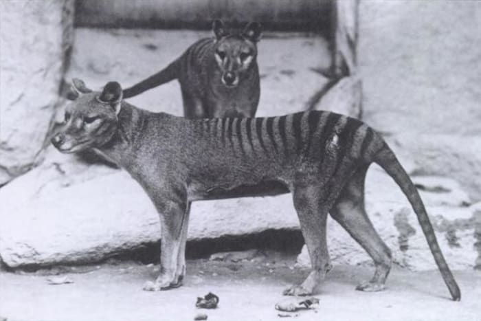 A photograph of the extraordinary dog like marsupial known as the Thylacine taken in the early 20th century.