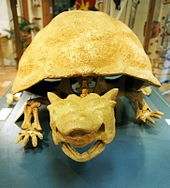 The skull of meiolania, note the horns on the top of its head, although these ones are quite small.