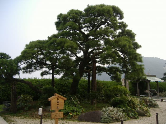 The famous Japanese pine Omiya no Matsu in Atami, Shizuoka Prefecture, Japan. It was underneath this tree that Omiya and Kan-ichi broke up in Ozaki Koyo's 1887 story "Konjiki-yasha."