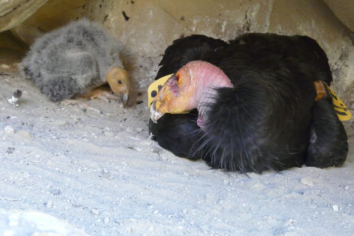 An adult California condor sits with its 30-day old chick in a cave nest near Hopper Mountain National Wildlife Refuge, California, USA.