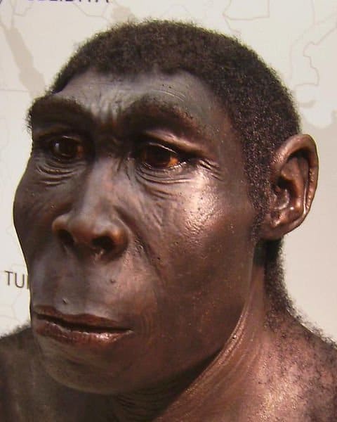 Homo erectus was the first hominid that actually looked human. They were first to make sophisticated stone tools, use fire and were also the first to leave Africa, colonising large areas of Eurasia successfully.