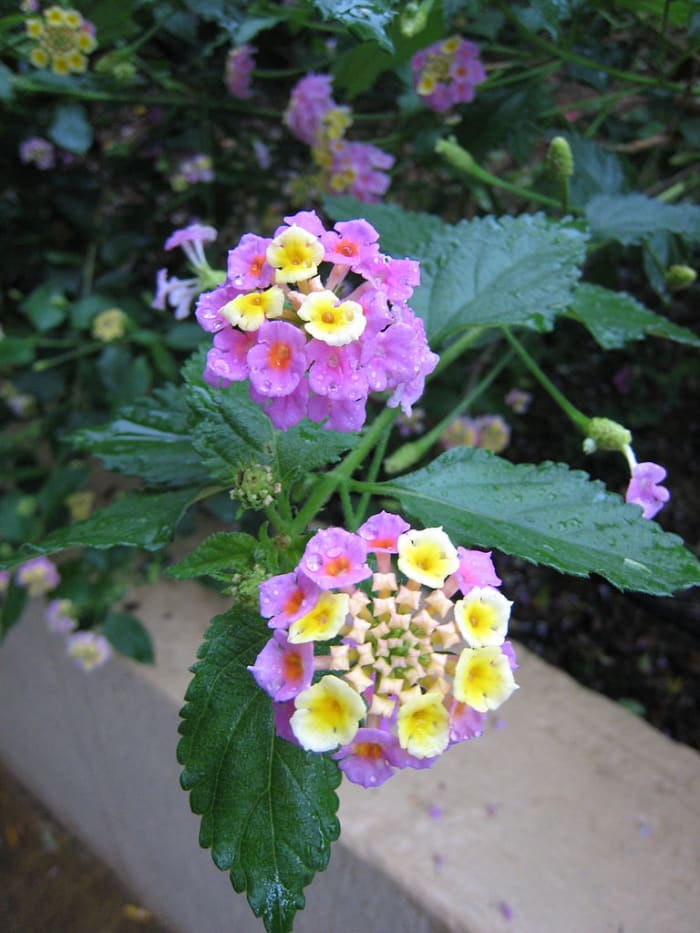 The beautiful Lantana flower, seen in Bali, Indonesia