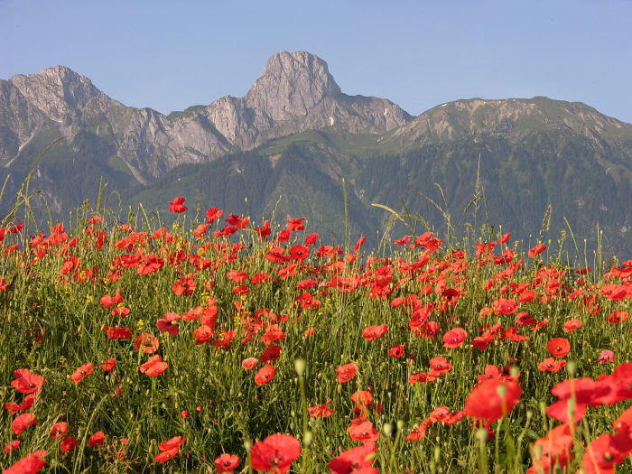 A beautiful tribute to so many WW2 servicemen who never came back