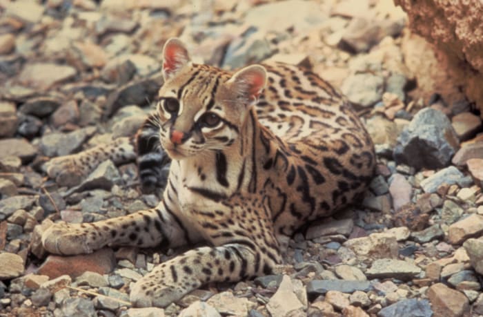 Ocelots are very beautiful with extremely unique markings, much like that of a leopard, with dark markings around the eyes, similar to the appearance of mascara. They also have large white circles on the back of their ears.