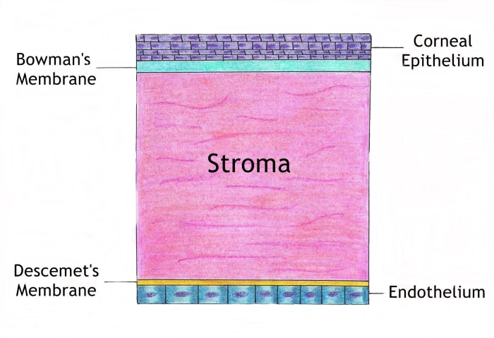 The endothelium is the last layer of the cornea before the anterior chamber.