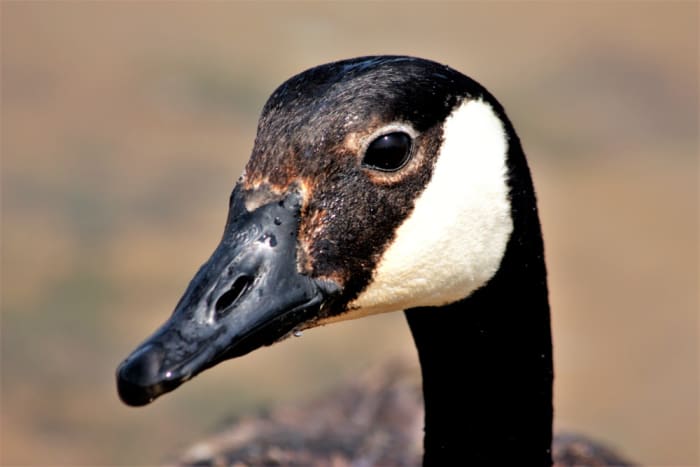 The Canada Goose: Facts and Information - Owlcation