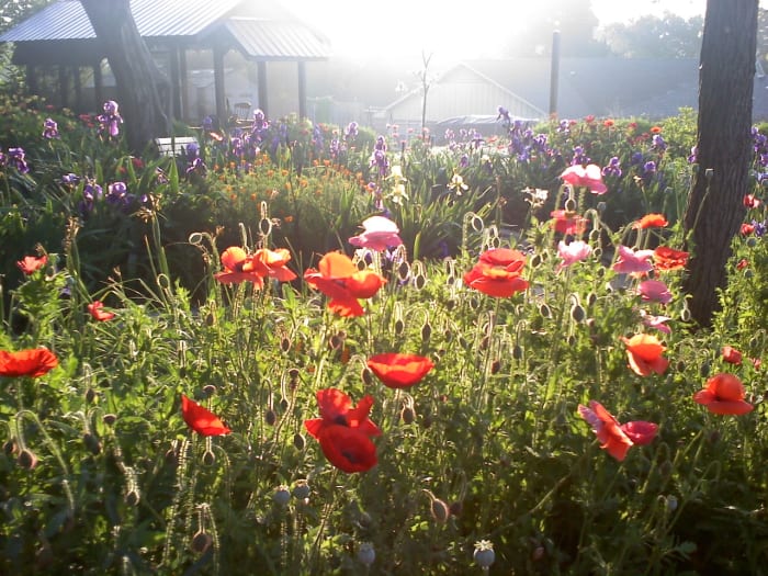 Texas Wildflowers. Does planting wildflowers along Texas roads help protect the environment? Should other states do the same?