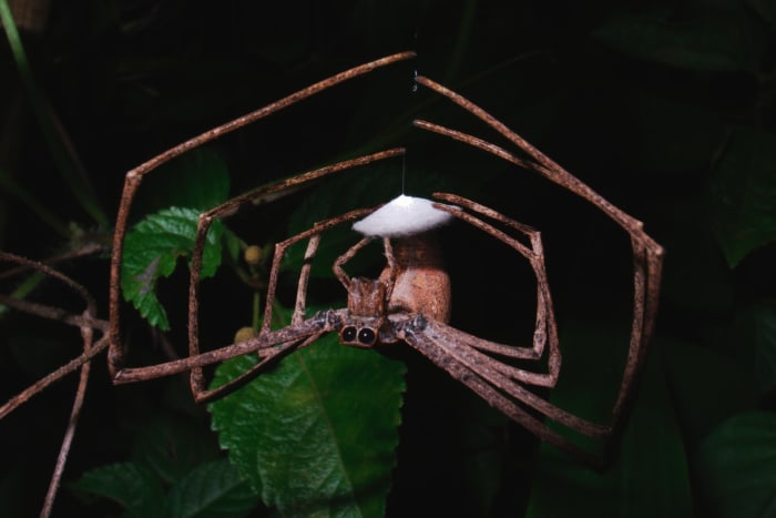 This photo of a female Deinopis net-casting spider shows the species' large rear eyes.
