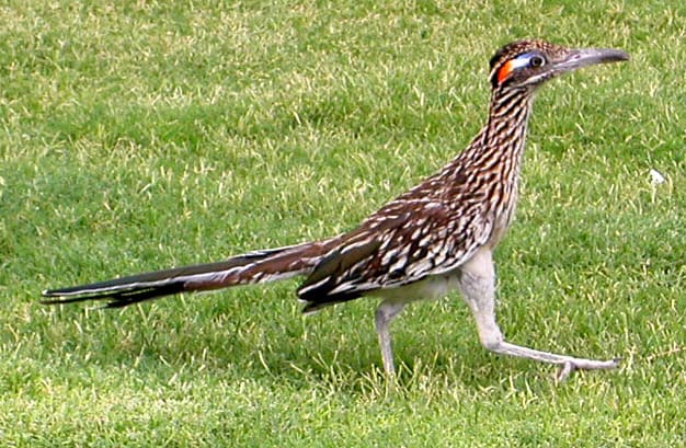 Female Roadrunner with red and blue eye patch