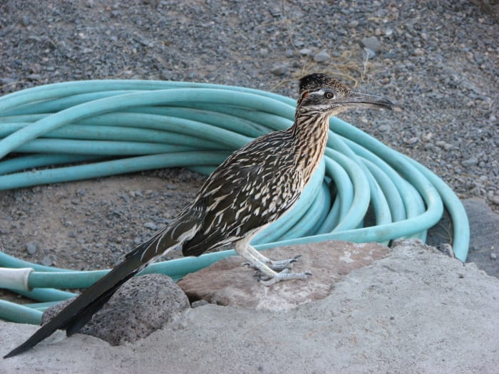 Greater Roadrunner. Notice 4 toed feet.