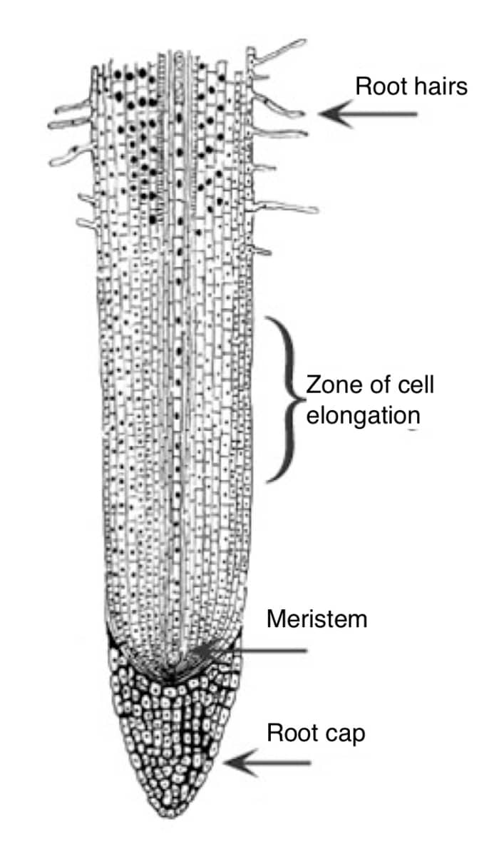 Geotropism What Makes Plants Grow up and Roots Grow Down? Owlcation