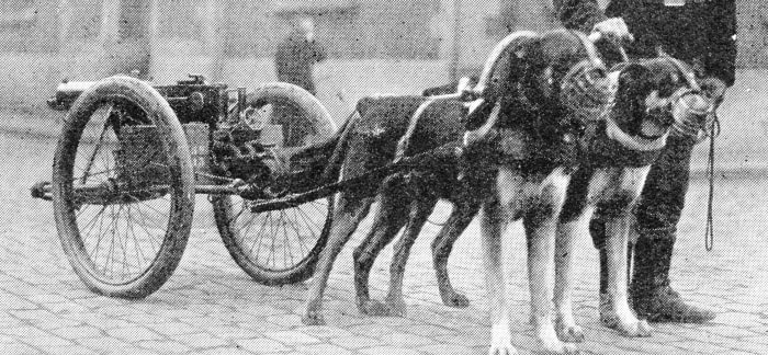 Belgian dog-drawn machine-gun waiting tor its regiment. The mortality among these dogs was extremely high.