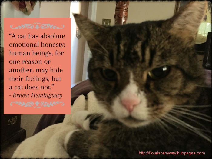 "A cat has absolute emotional honesty: human beings, for one reason or another, may hide their feelings, but a cat does not." – Ernest Hemingway. This is my polydactyl cat, Spanky, who was a neighborhood stray. He has 28 toes since I last counted!