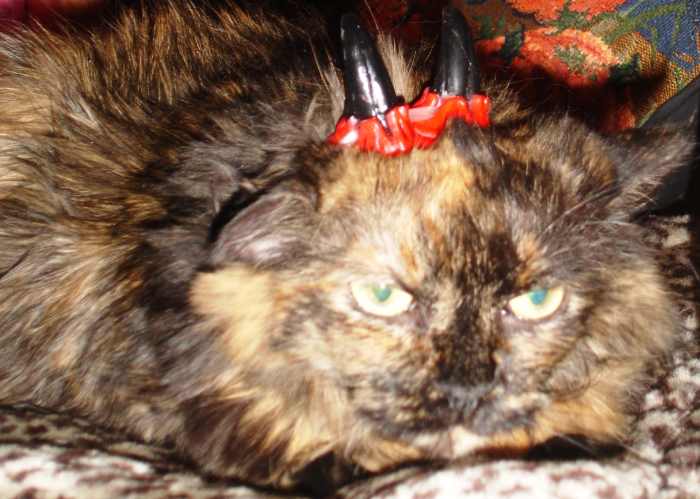 Smile, Fancy, you've earned your horns! My cat, Fancy, was always unpredictable. Just when you thought she enjoyed a nice head scratch, she'd pop you good with her claws extended. There was never a warning. We sure loved the old gal.