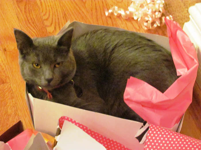 Cats are a gift that keep on giving. A cardboard box and some wrapping paper can provide a world of entertainment.