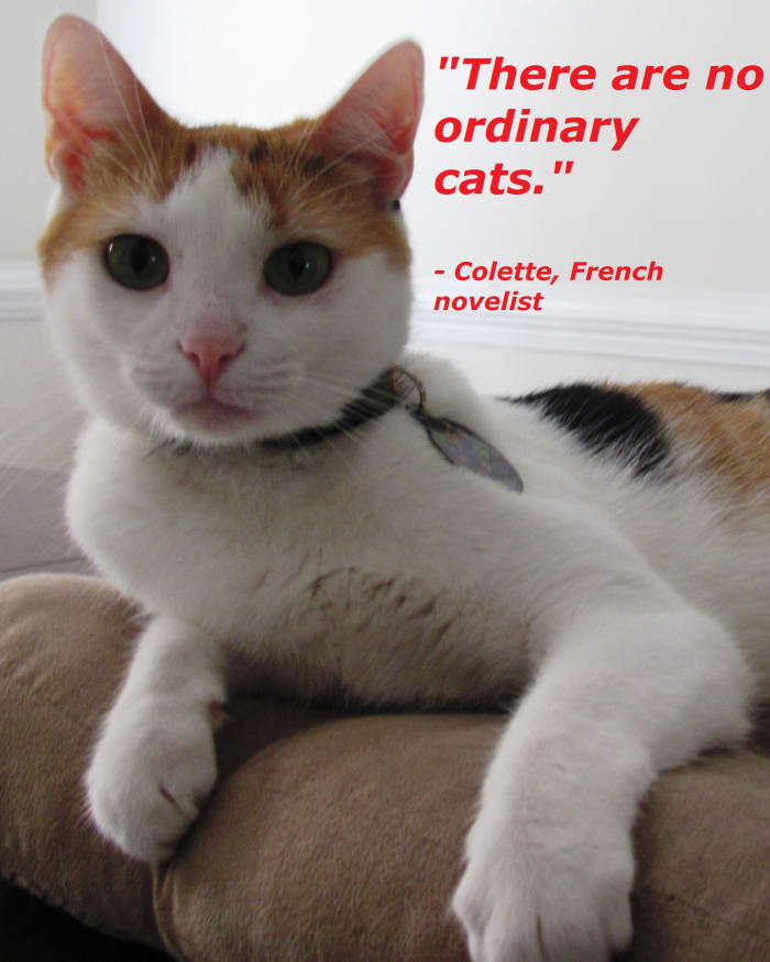 Every cat has something remarkable about him or her. This is my calico, Stella, who has her own set of toothbrushes on the bathroom sink. Minty breath! What's special about your cat?