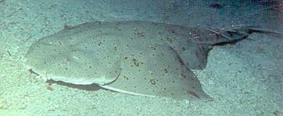A Pacific angel shark