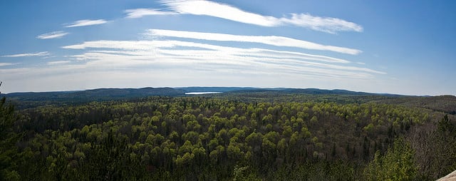There are five major habitats in Algonquin Park. Deciduous forests, Coniferous Forests, Spruce Bogs, Beavers Ponds, Lakes & Rivers. Black Bears occupy all of them in Algonquin.