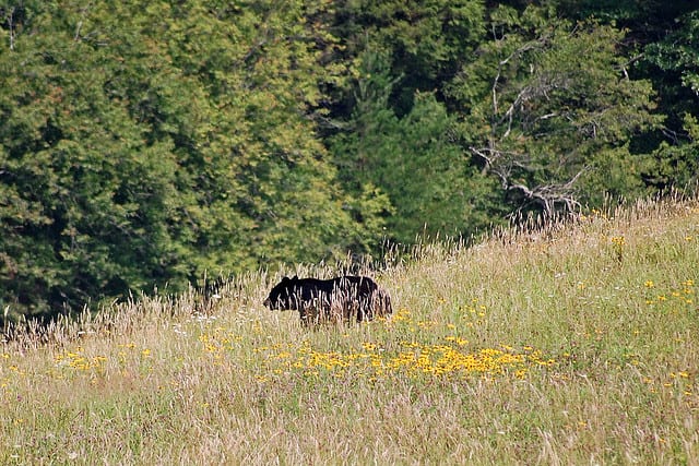 Running down a hill will not aide in your attempt to avoid a black bear. Bears can run, walk and climb on all varieties of terrain.