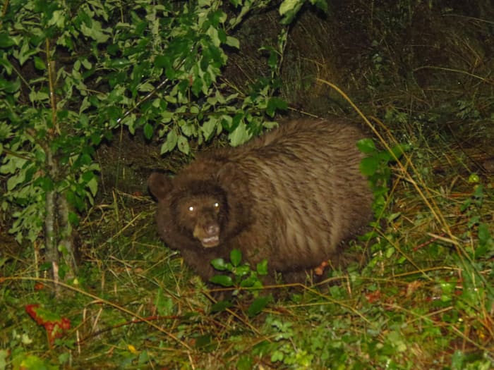 Contrary to popular belief, black bears do not have terrible vision. Their sight is similar to humans, but their ability to see at night far exceeds human sight.