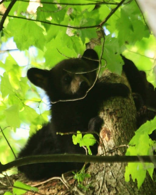 Many people believe you should climb a tree if faced with a black bear. This is method works (sometimes ) for Grizzly Bears, NOT Black Bears. Unlike the Grizzly, Black Bears are incredibly good at climbing trees.