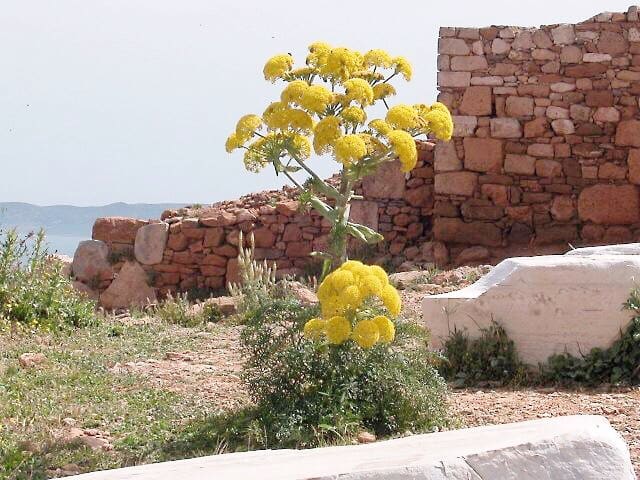 I fortiden blev kæmpefennikel (Ferula communis) brugt til at lave en thyrsus.