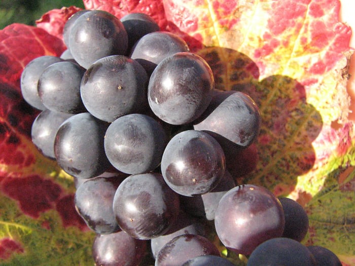 Uvas de vinho vermelho; tanto as uvas como as hera eram símbolos de Dionísio