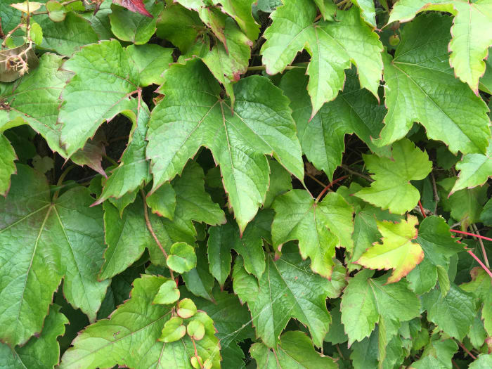 Boston Ivy