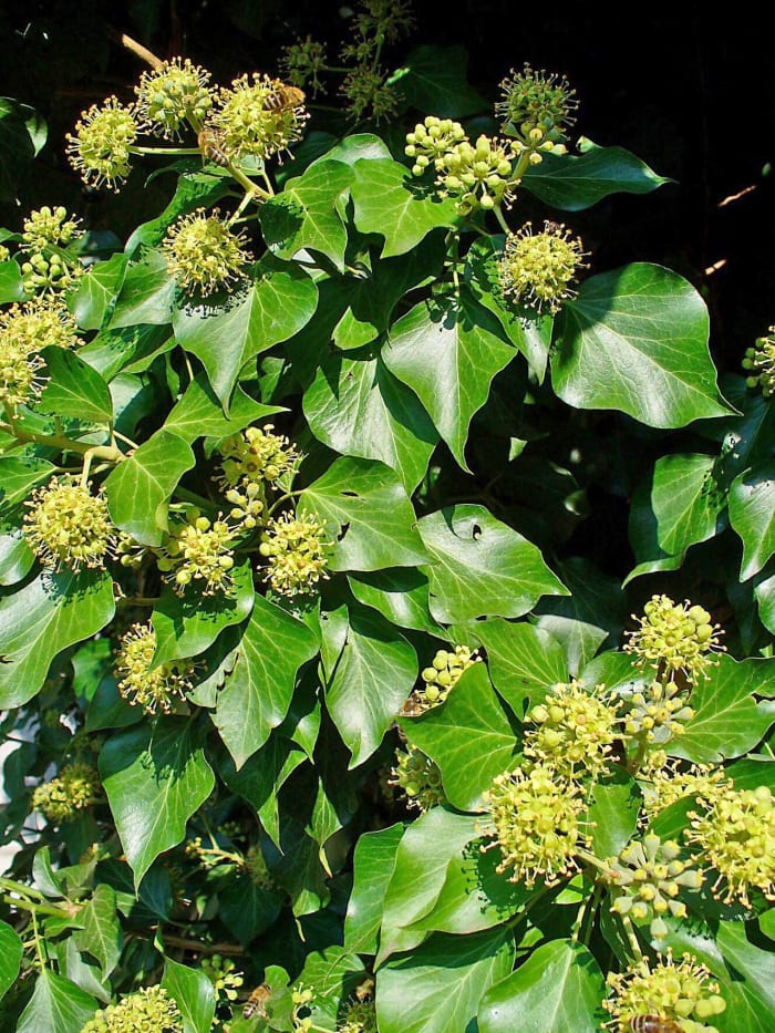 Engelse klimop reproductieve stengels en bloemen; de bladeren zijn ovaal en toegespitst in plaats van gelobd