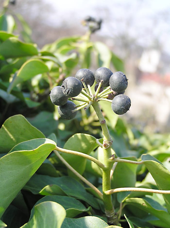 English ivy berries