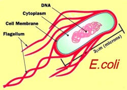 Fig. 8. The structure of a single cell E. coli bacterium. Complexity can be seen in the simplest of organisms.