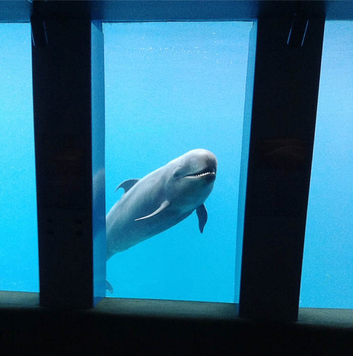 Chester seen from the underground viewing area in July 2015; he seemed to be just as interested in the people taking his photo as we were in him!