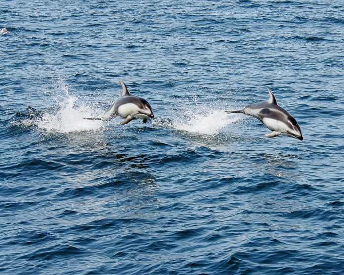 Pacific white-sided dolphins in the wild